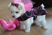 Cute And Lovely Maltese,  Puppies For Sale